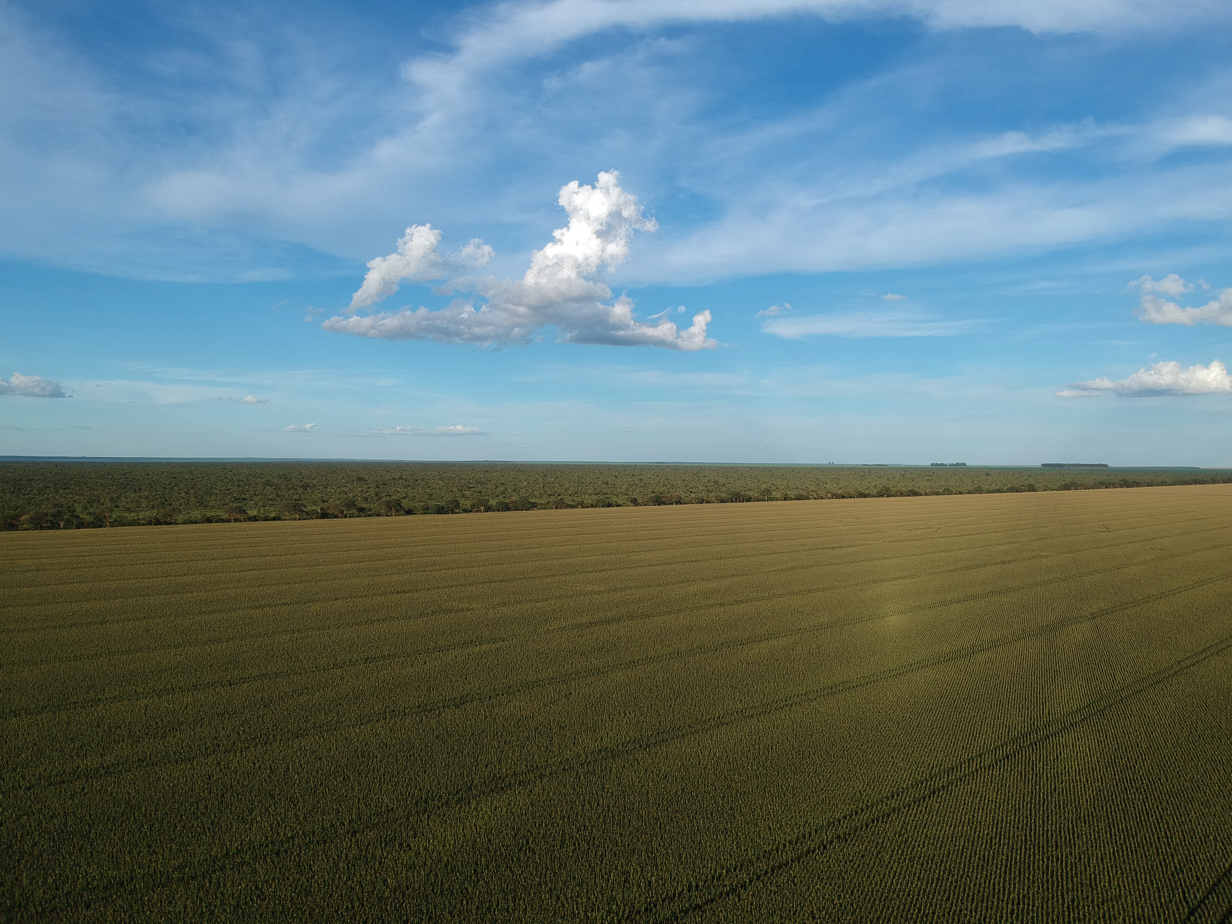 Vista aérea de uma lavoura extensa e saudável com solo bem drenado
